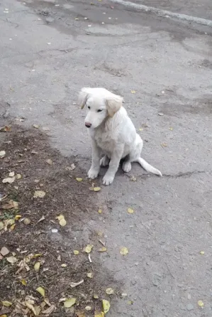 Щенки уличные Луганск