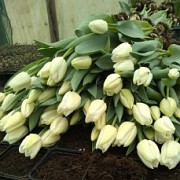 Тюльпаны и гиацинты к праздникам Старобешево