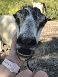 Продам трёх коз породы «Ламанча» Енакиево ДНР